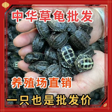 中华草龟活体小乌龟宠物龟水族活物摆地摊草龟苗批发一件起批