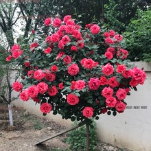 树桩月季树状花树开花月季花棒棒糖树苗花苗室内盆栽庭院花卉嫁接