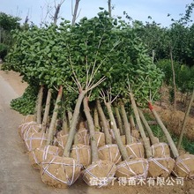 批发精品丁香绿化工程用苗庭院别墅地栽苗好养护开花香规格齐全