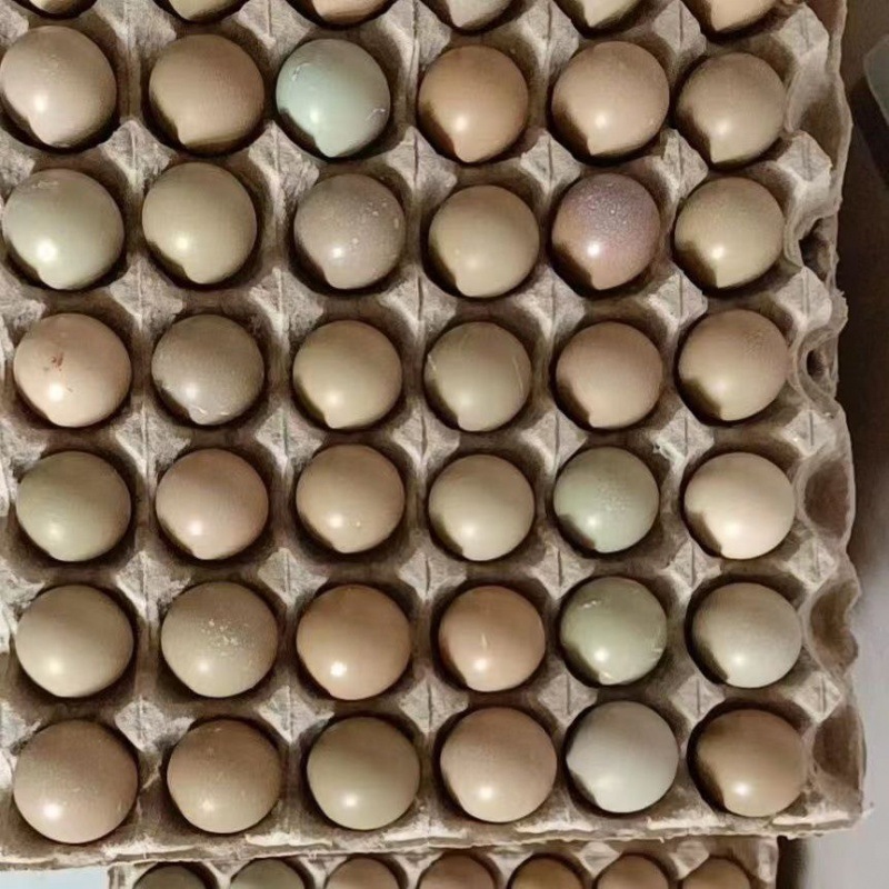 土鸡蛋七彩山鸡蛋营养孕妇辅食宝宝土家蛋亚马逊速卖通一件批发