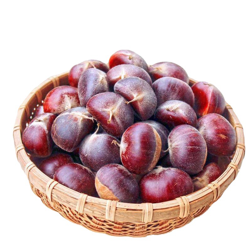 5斤包邮 现货新鲜大山板栗 油栗子农家老树现摘栗批发基地直发