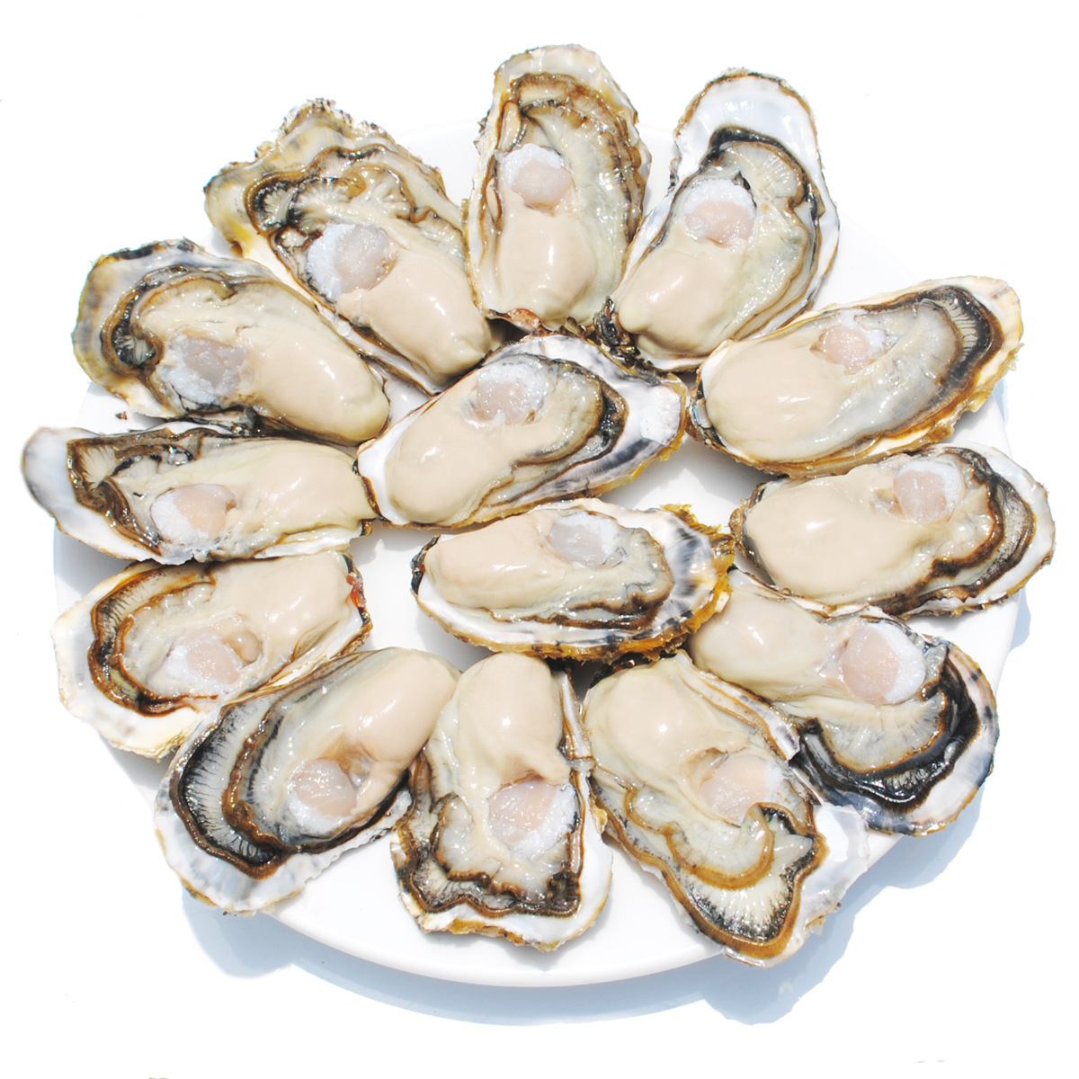 乳山生蚝鲜活牡蛎新鲜海蛎子肉贝类海鲜水产食材产地批发3-4两