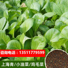 上海青菜籽蔬菜种孑小油菜种子四季盆栽小青菜鸡毛菜种籽大全