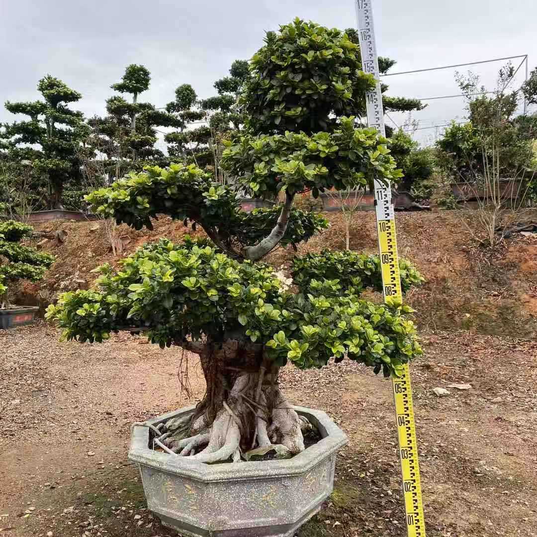 小叶榕盆景产地价格 怪根小叶榕基地批发造型榕树桩景-阿里巴巴