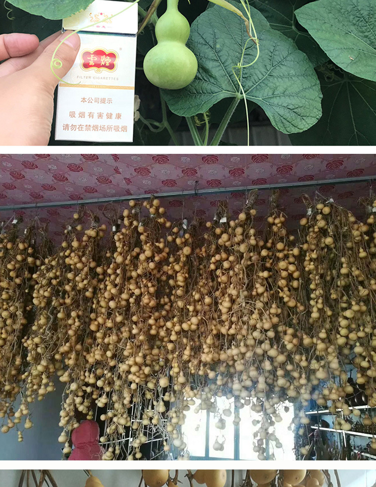 文玩手捻小葫芦种子 庭院阳台盆栽种植摆件品相好小葫芦籽易发芽
