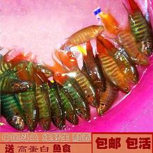 【包活到家】中国斗鱼活鱼小型小鱼观赏鱼耐活好养淡水冷热水鱼