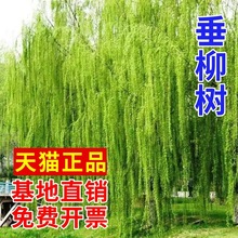 垂柳柳树树苗柳青柳直柳树苗公园绿化行道树风景树苗柳树乔木