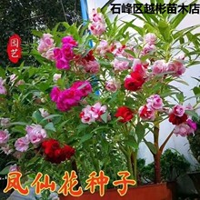 凤仙花种子春季开花易种植盆栽绿植观赏花卉种子籽庭院花园花籽