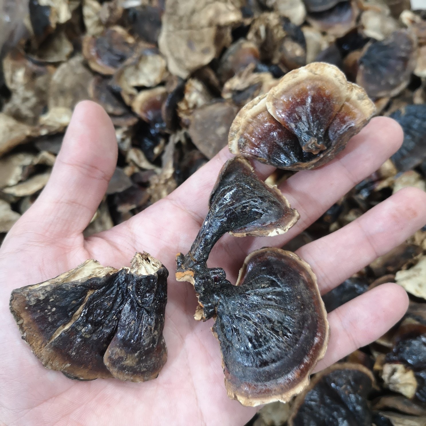 吉林长白山网红金边小灵芝无柄林下灵芝整只泡水煲汤不苦灵芝