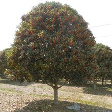 基地供应丹桂 四季常青 园林庭院风景绿化造型桂花树