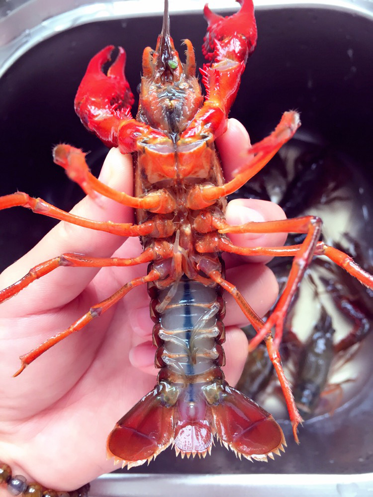 小龙虾鲜活9钱5斤装特大青炮头两虾湖北省虾水产顺丰包邮