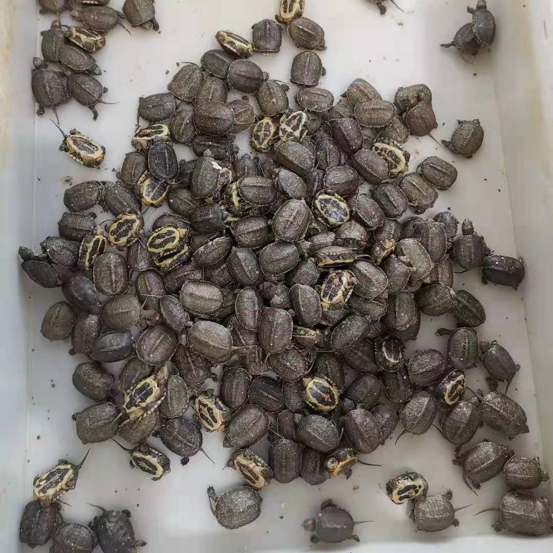 小青头龟苗皖南种小青苗黄金龟小青宠物观赏龟小乌龟镇宅招财龟鳖