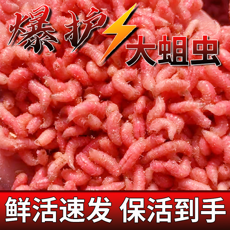 鲜活红蛆虫活饵苍蝇幼虫子冬季野钓鲫鱼饵料肉蛆牙子