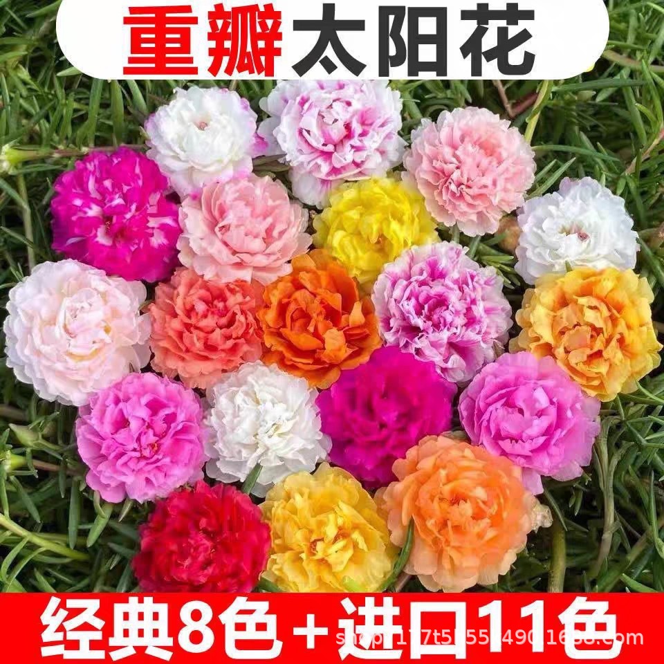 重瓣太阳花种子易活室外庭院花园网红冻不死花籽四季开花