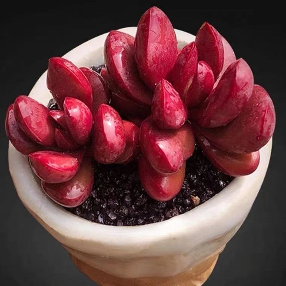 克拉夫多头群生多肉植物盆栽新手好养老桩肉肉植物室内花卉盆