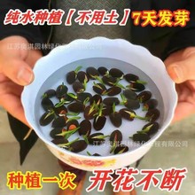 睡莲种子四季播种已开口水培植物荷花种子室内外盆栽景观绿植花卉