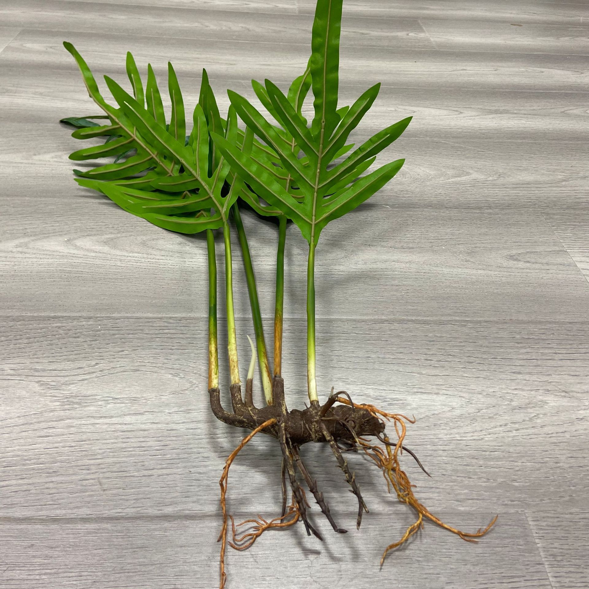 批发园林景观带根植物系列多种款式景观带根须绿植高仿竹芋叶子