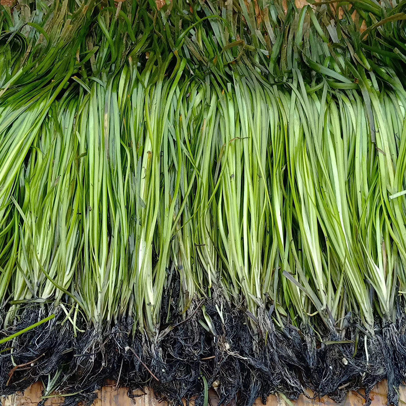 基地批发常绿大苦草 矮型苦草 耐寒常绿苦草 刺苦草净化水质