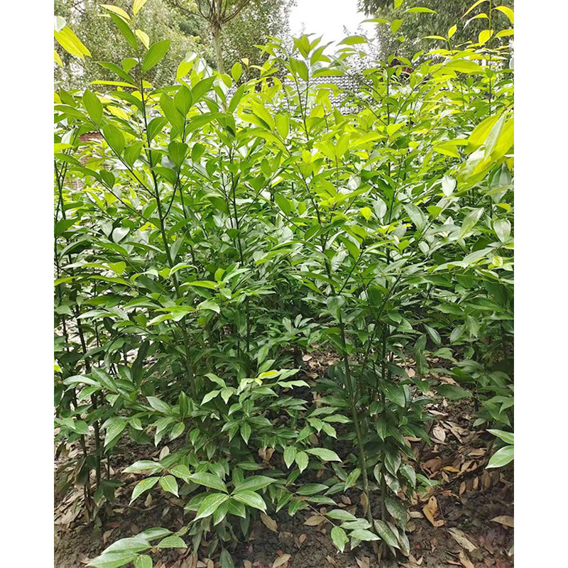 丛生天竺桂绿篱 山玉桂 天竺桂笼子 竺香 土山肉桂 成都绿化苗木