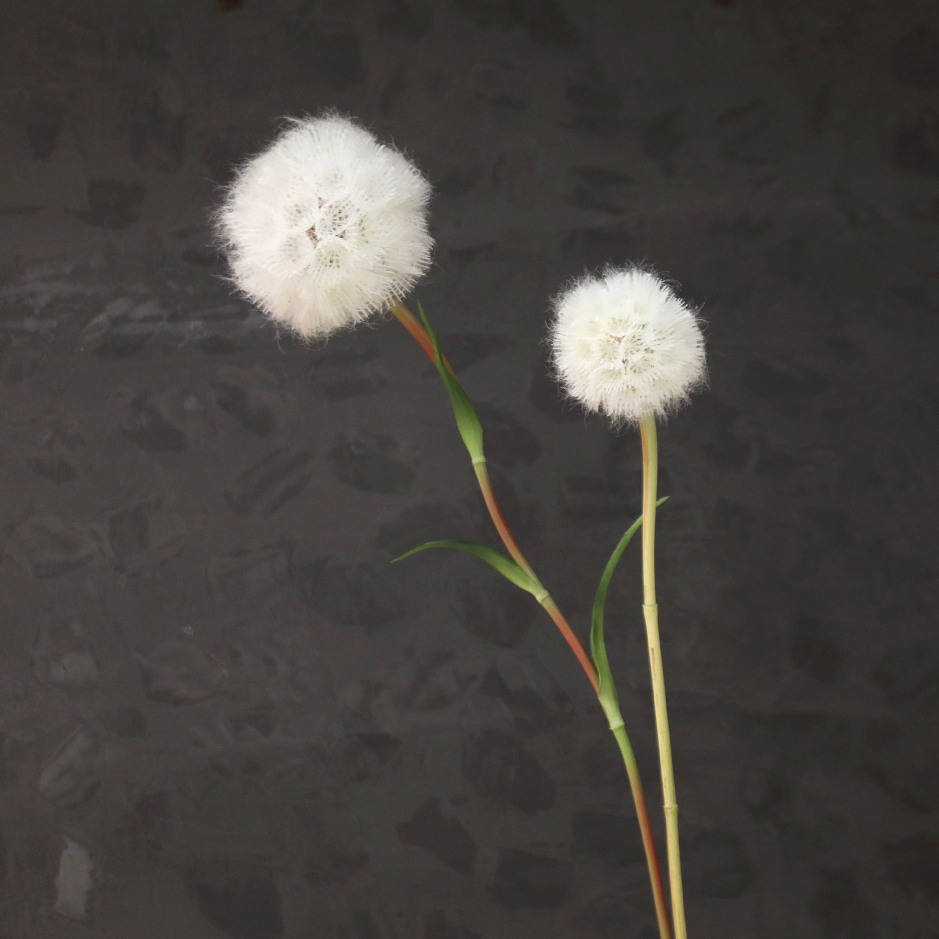 花批发蒲公英球白色毛球艺术插花花艺景观花材装饰葱球植物