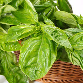 罗勒叶新鲜食用泰国冬阴功汤食材披萨草罗勒青酱西餐调味香料蔬菜