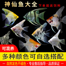 观赏鱼小型淡水神仙鱼热带三色好养七彩神仙鱼苗大型秘鲁燕鱼活鱼