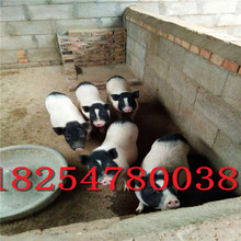 巴马香猪价格农家养殖猪苗陆川猪十二斤的巴马香猪价格藏香猪