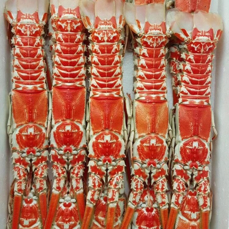 深海红龙虾角脊龙虾俗称红龙虾特大中国红龙稀有品种顺丰