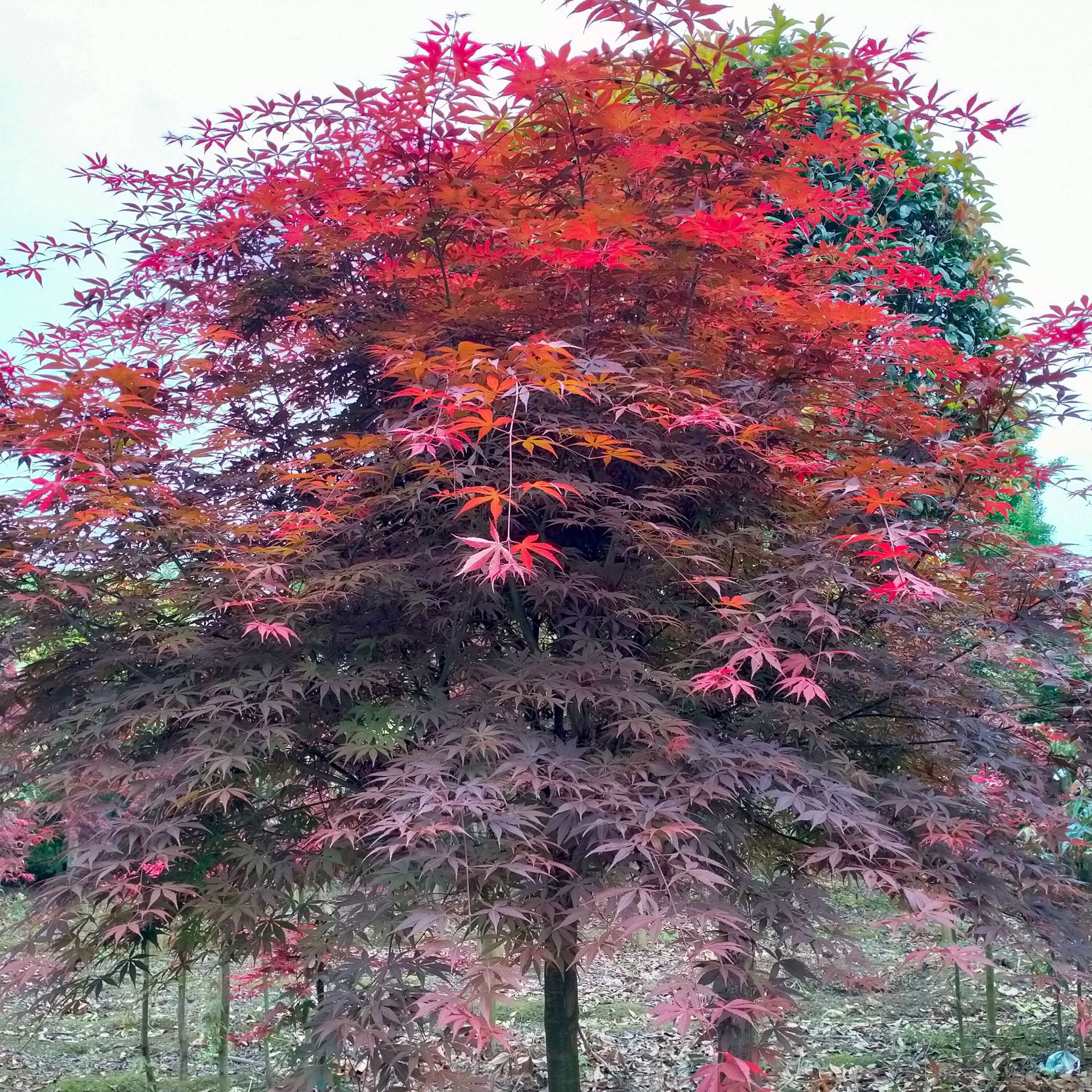 红枫造型枫树批发红枫树苗彩叶风景行道树庭院工程绿化苗-阿里巴巴