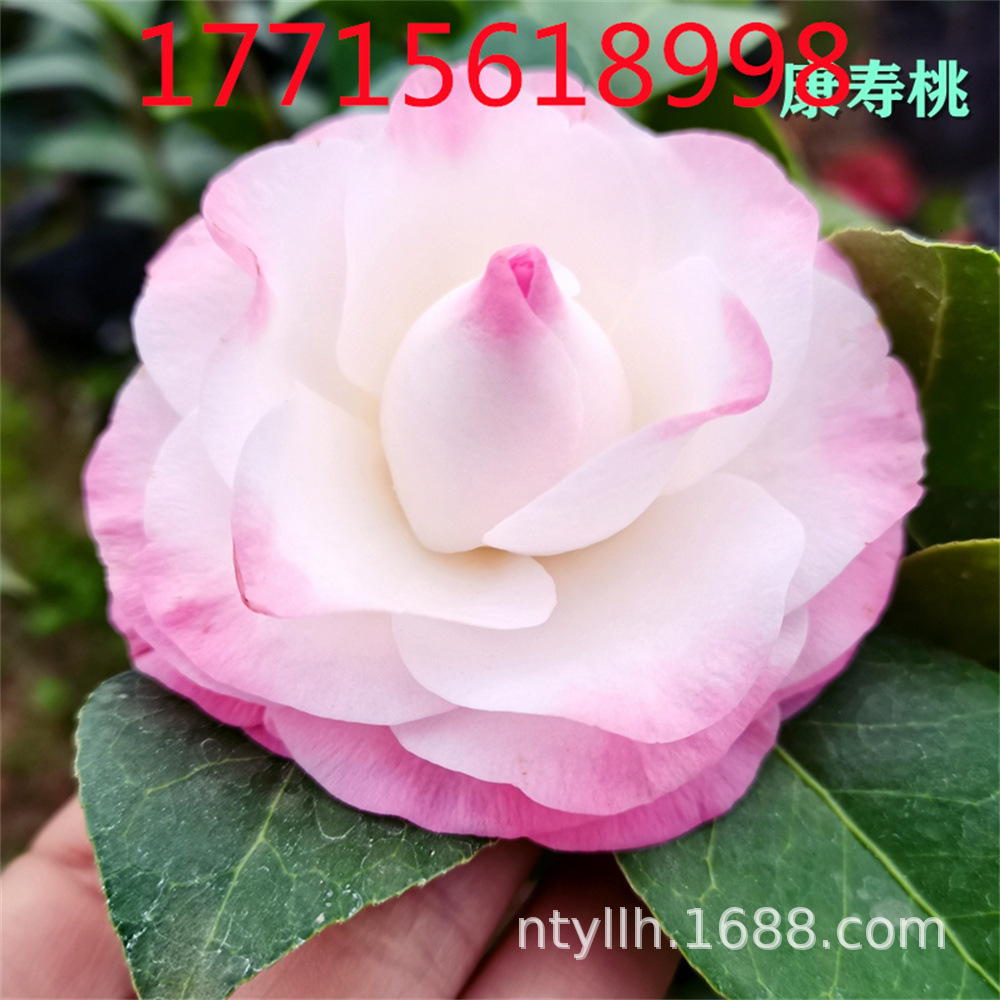 新埃及艳后茶花i树苗紫色牡丹型大型花名贵稀有品种阳台花卉绿植