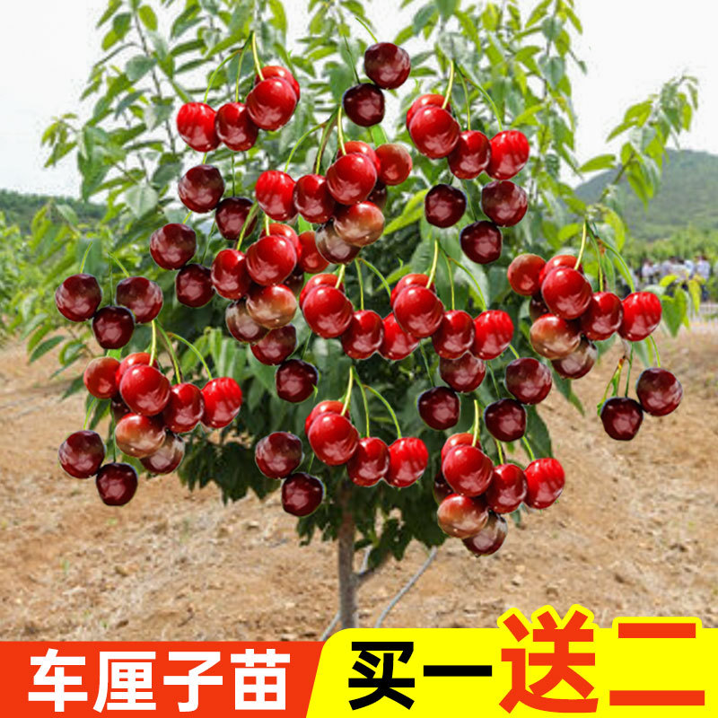 盆栽大樱桃树苗带盆发货特大果树苗阳台矮化南方北方种植当年结果