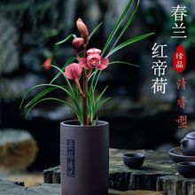 带花苞兰花大全红帝荷正宗盆栽四季开花兰浓香室内绿植高档花卉