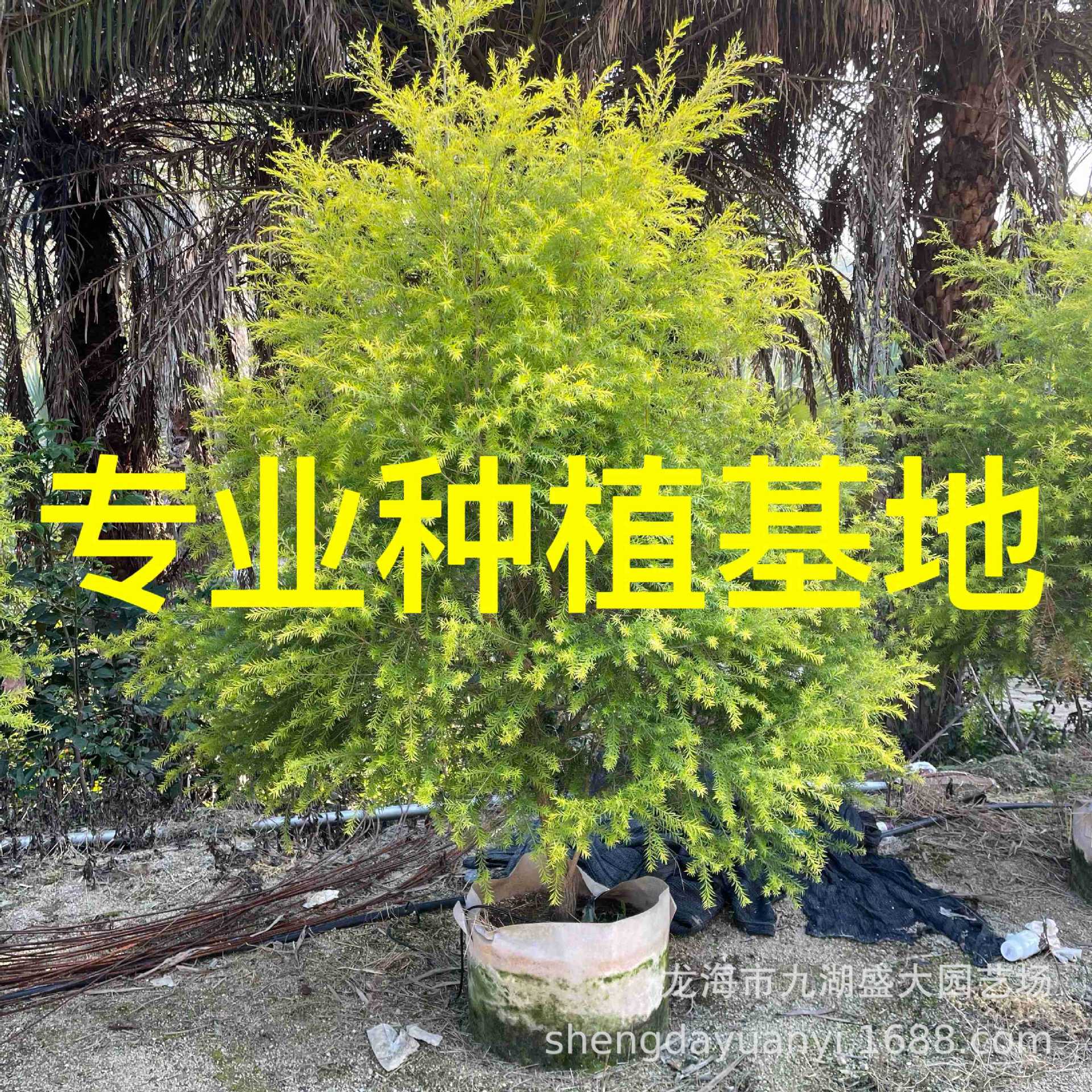 福建黄金香柳价格 盛大园艺批发行道树黄金宝树 千层金报价-阿里巴巴