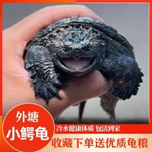 爆刺纯佛小鳄龟苗佛鳄变异北美鳄龟杂佛龟肉食凶猛小乌龟宠物