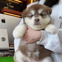 [河南直达]纯种哈士奇幼犬三把火蓝眼小中型二哈犬宠物狗活体