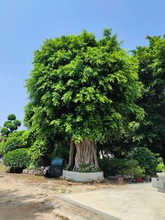 榕树小叶榕长根须榕树苗室内室外风景树家庭城市公园路旁绿化苗木