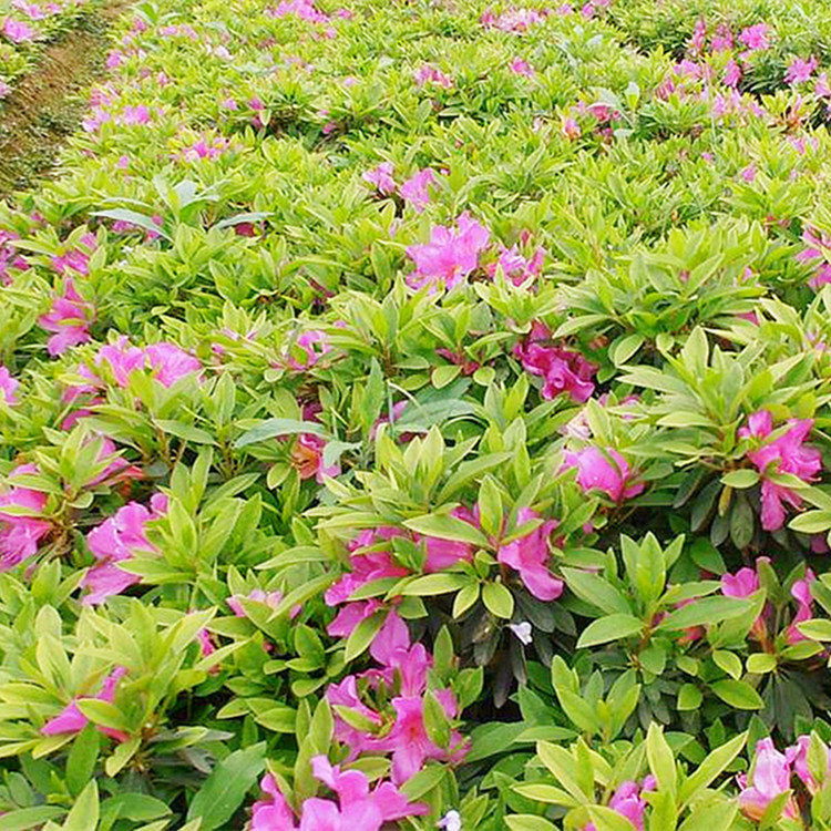 绿化工程苗花卉杜鹃苗花园林花坛开花植物日本稀有品种皋月杜鹃原生四