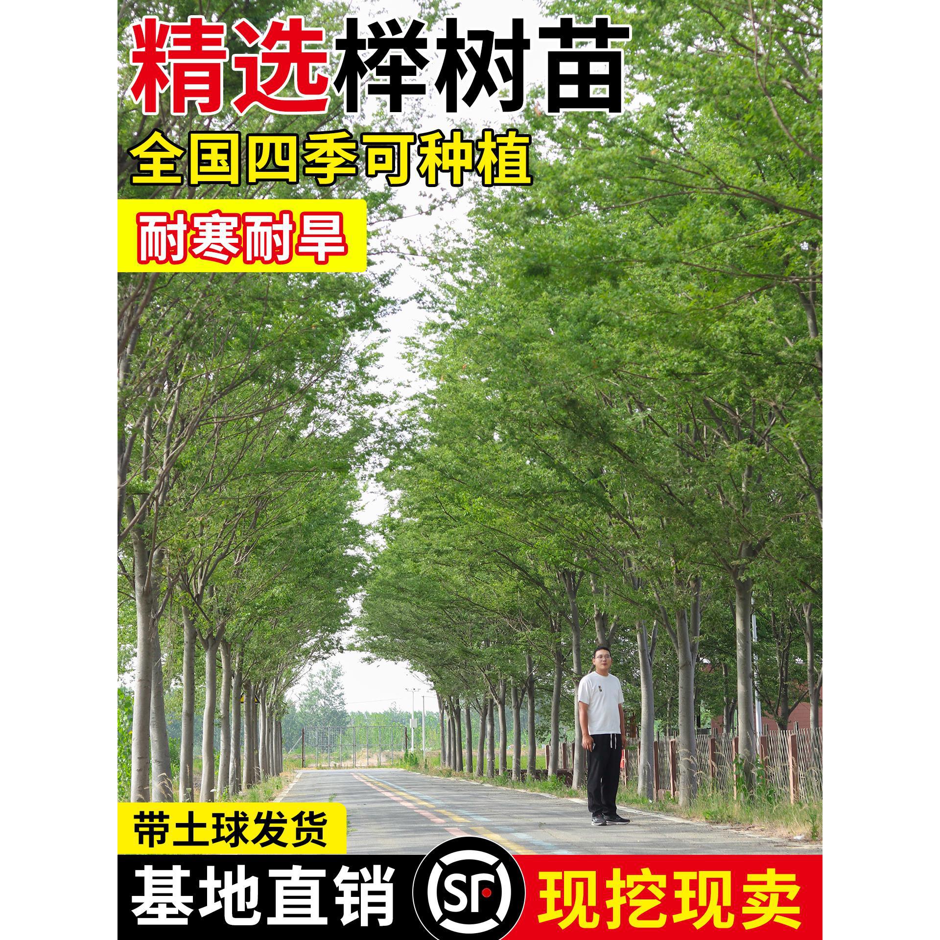 红榉树苗血举小苗别墅庭院行道大型耐寒彩叶绿化风景树小叶榉树苗