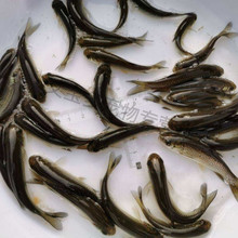 广东淡水草鱼苗鲩鱼草混子养殖专用鱼种活体