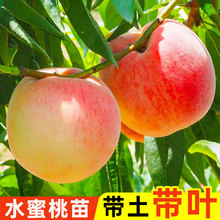 高产水蜜桃树苗嫁接高产桃子树苗当年结果南方北方种植桃树果树苗