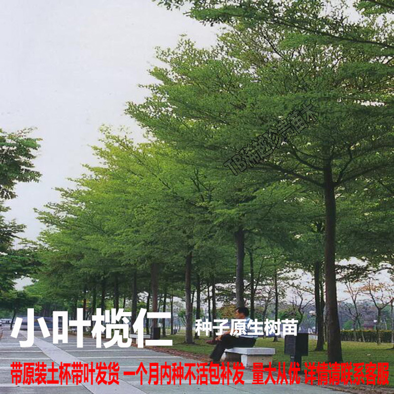庭院户外名贵风景树小叶榄仁树苗雨伞树细叶榄仁四季绿化种植地栽