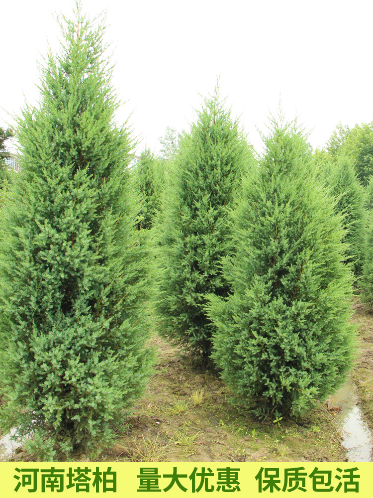 优品常绿塔柏桧柏塔松树苗圆柏树绿化工程苗木清明纪念松柏带土球
