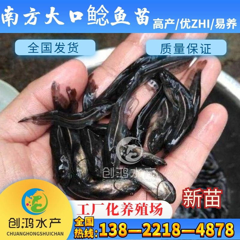 新苗 优质鲶鱼苗 杂交大口鲶鱼苗 南方大口鲶鱼苗 高效益-阿里巴巴