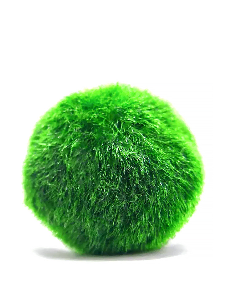 绿藻球水草阴性海藻球绿澡球生态瓶水藻球微景观虾缸marimo绿毛球