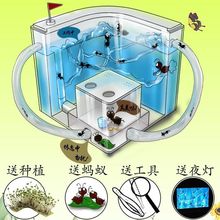 蚂蚁工坊学生版生态箱巢穴饲养盒蚁巢新手套装城堡宠物活物屋庄园