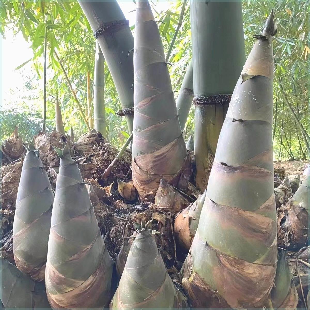 大型麻竹苗马蹄竹绿植风水竹丛生竹苗四季庭院绿植观赏竹麻竹跨境