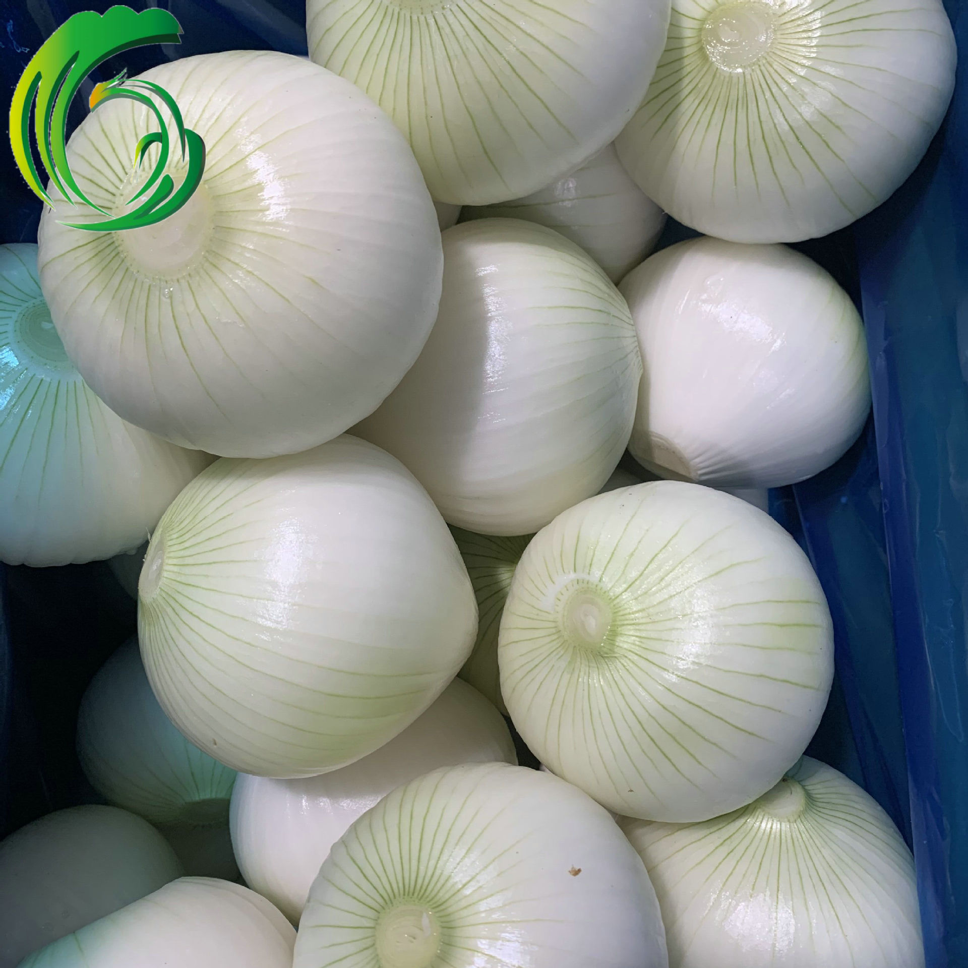 剥皮洋葱 工厂直供 云南产地 备案种植基地产 出口韩国 brc sedex