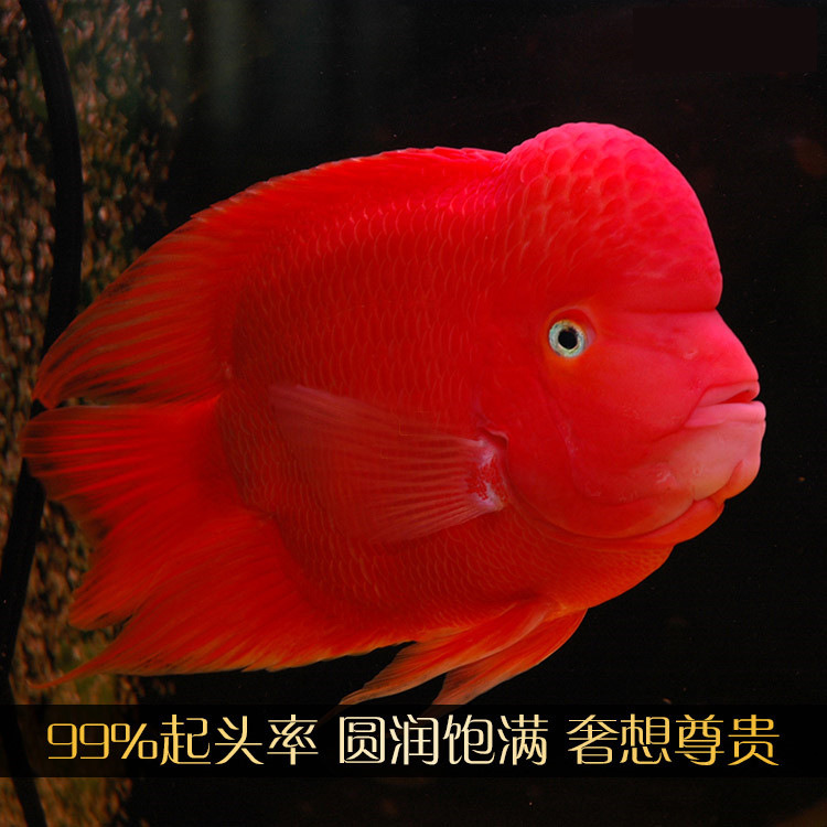 热带观赏财神鹦鹉鱼财神鱼正宗红财神红鹦鹉鱼活鱼小鱼苗血起头黄