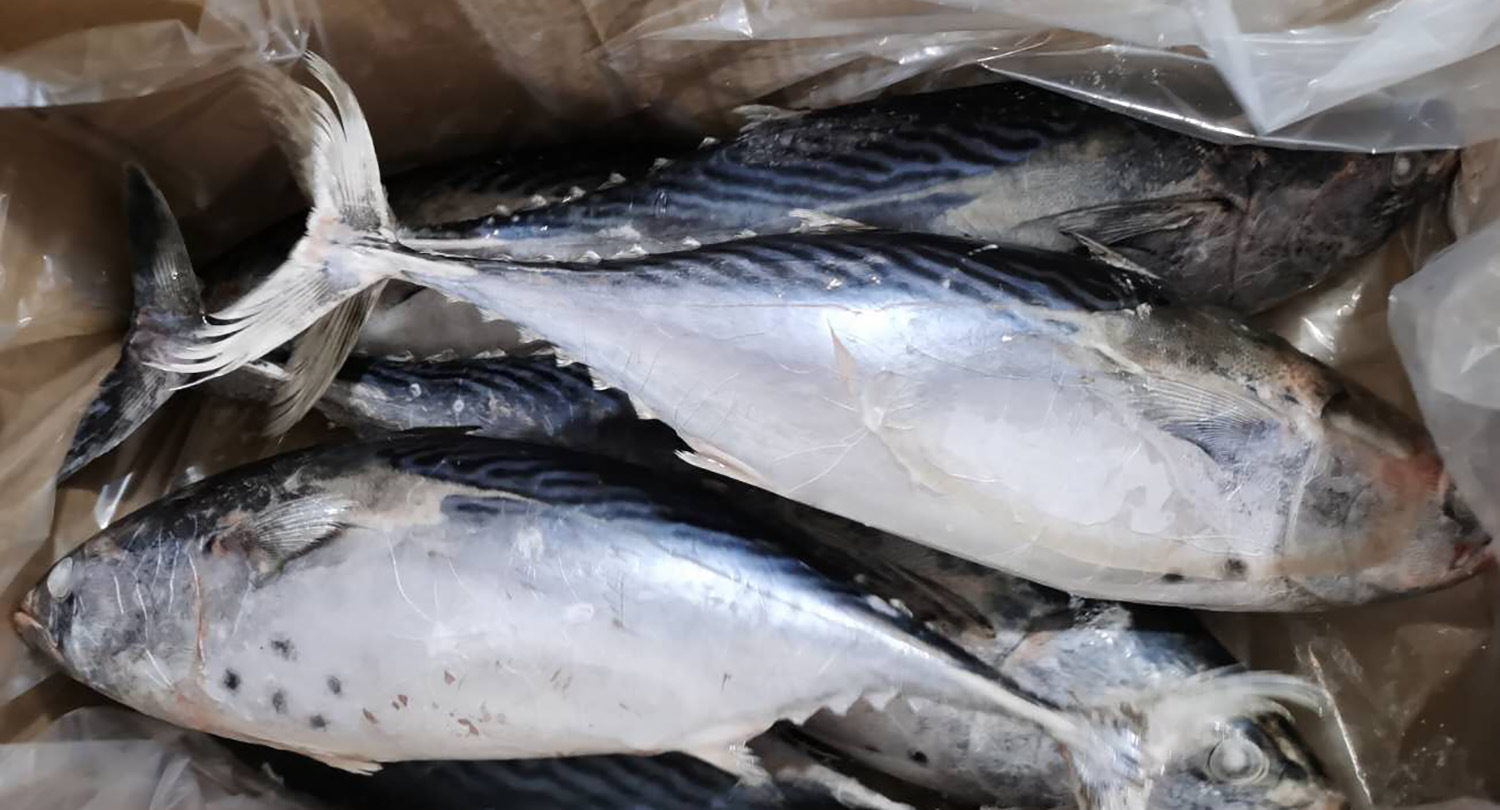 创发水产 灯光围网鲣鱼1-2kg条冻炸弹鱼罐头原料冷冻原条鲣鱼冻品