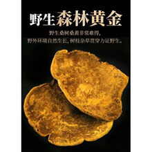 包邮桑黄野生500g吉林长白山整枝礼盒装桑树桑黄灵芝一斤_阿里巴巴找